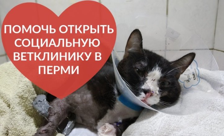 Приют для кошек пермь